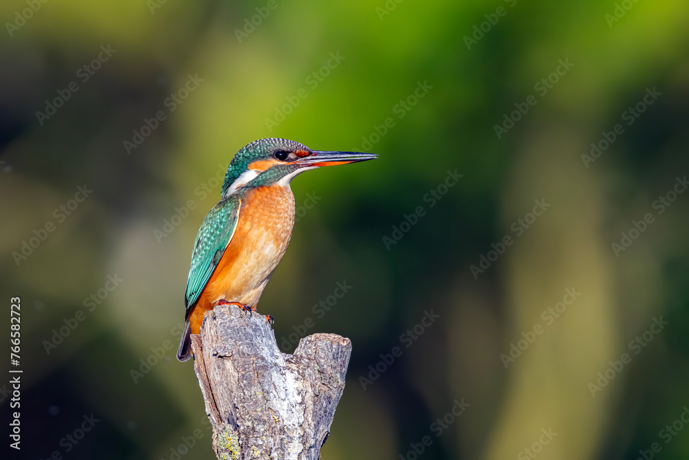 kingfisher on branch kingfisher on branch