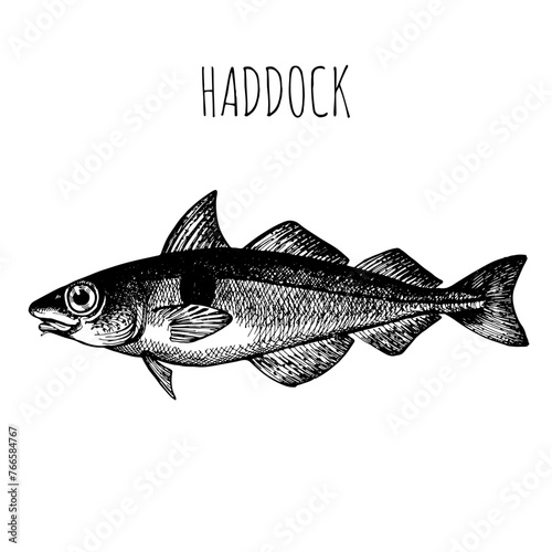 Haddock, commercial sea fish. Engraving, hand-drawn sketch. Vintage style. Can be used to design menus, fish labels and price tags, presentation of seafood and canned seafood.
