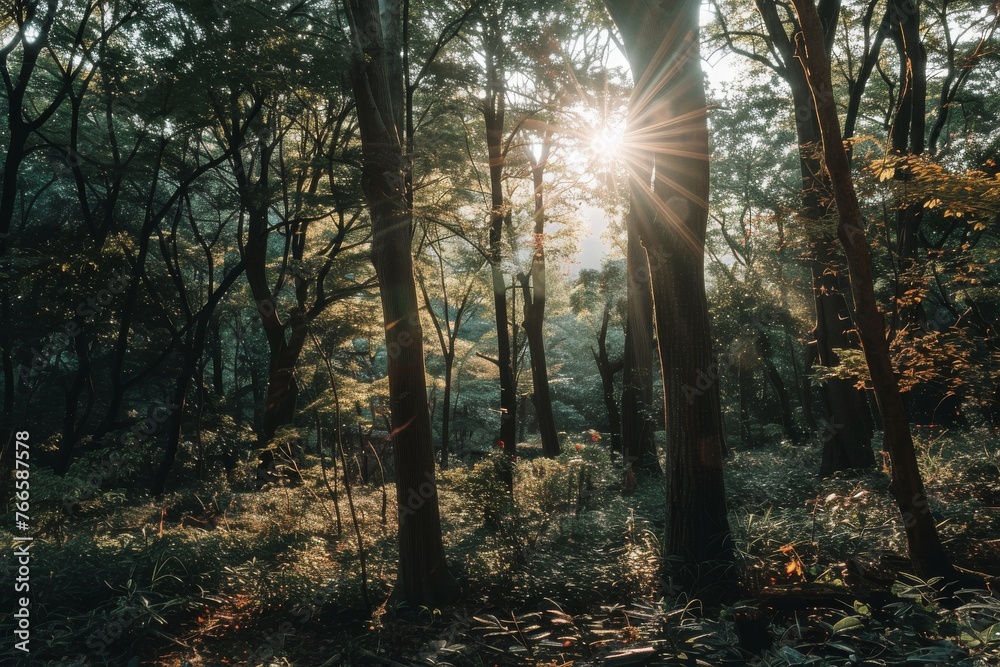 Sunlight filters through dense forest creating dappled light on the ground