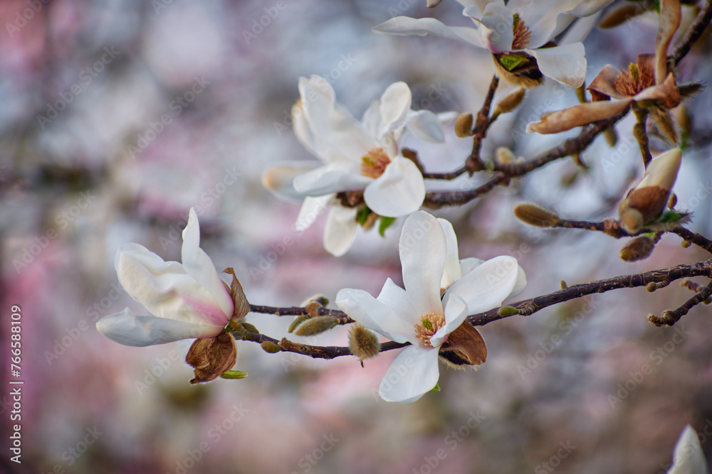 Magnolia flower blooming in the spring in the city