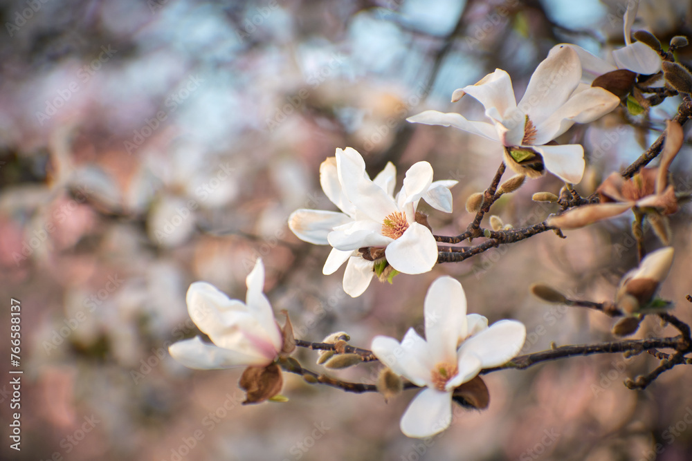 Magnolia flower blooming in the spring in the city