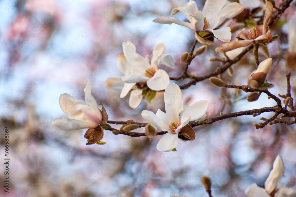 Magnolia flower blooming in the spring
