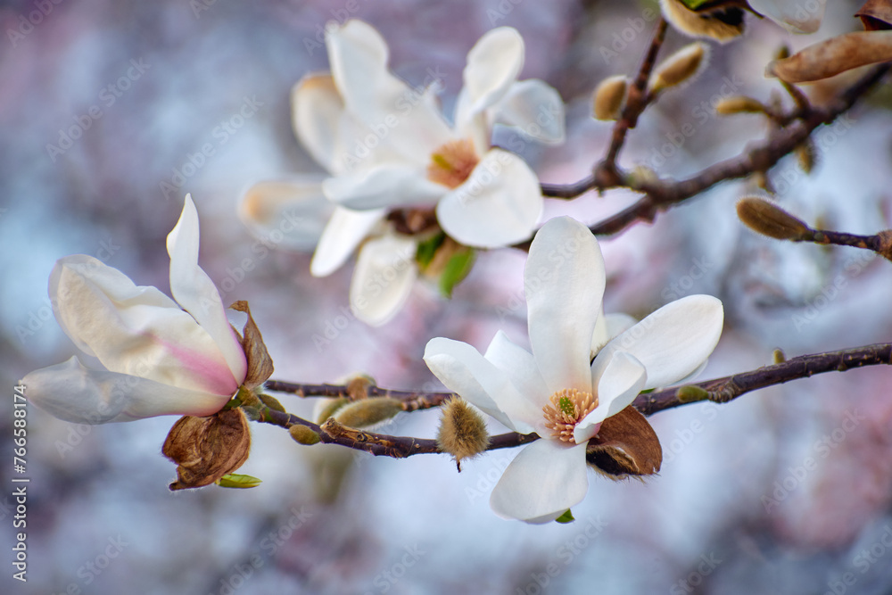 Magnolia flower blooming in the spring in the city Magnolia flower blooming in the spring in the city