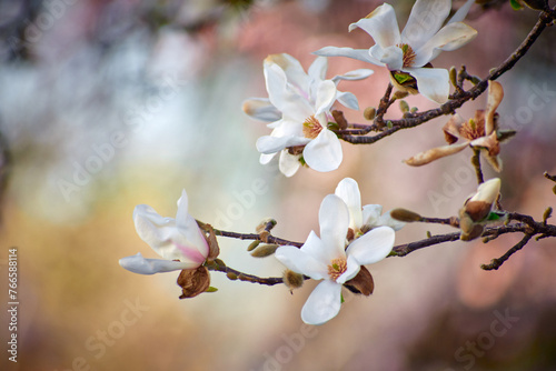 Magnolia flower blooming in the spring in the city 0