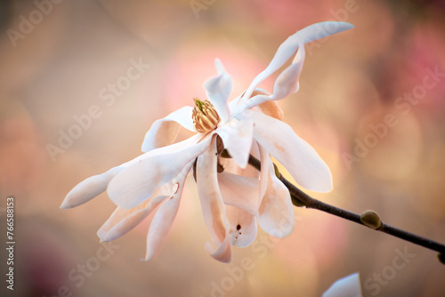 Magnolia flower blooming in the spring