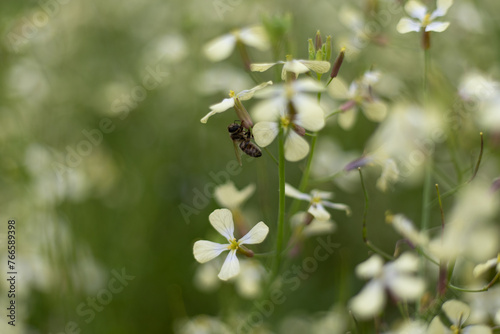 bee collecting nectar on a flower