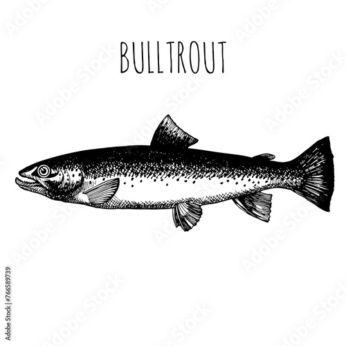 Bulltrout, commercial sea fish. Engraving, hand-drawn sketch. Vintage style. Can be used to design menus, fish labels and price tags, presentation of seafood and canned seafood.