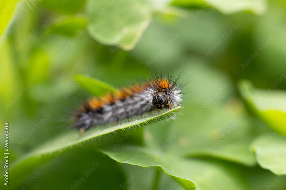  Caterpillar on a leaf