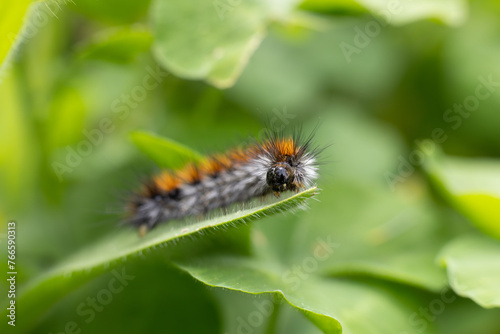  Caterpillar on a leaf © David