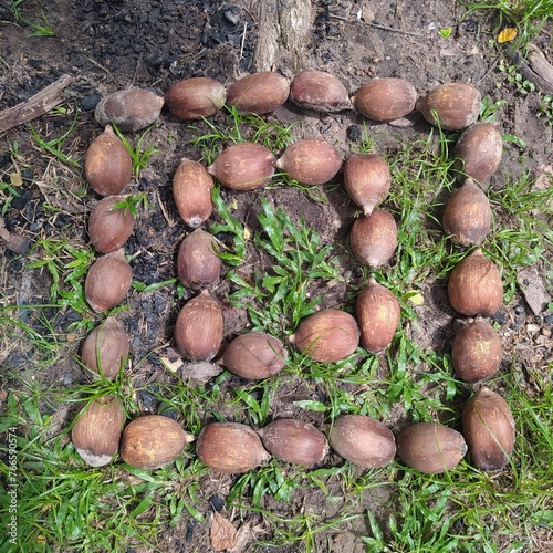 I love babassu coconut photo