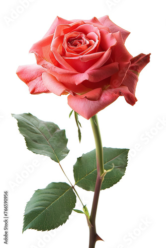 A realistic photography of red rose  isolated.