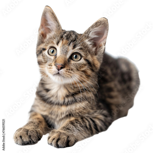 Cat with red fur isolated on white or transparent background