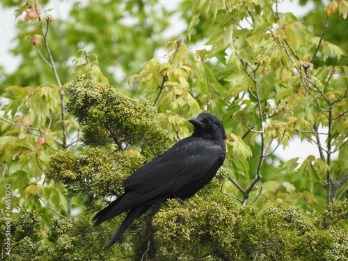 American crow perched on a juniper bush at the Edwin B. Forsythe National Wildlife Refuge, Galloway, New Jersey. photo