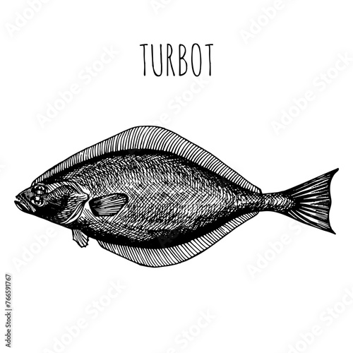 Halibut, Turbot,, commercial sea fish. Engraving, hand-drawn sketch. Vintage style. Can be used to design menus, fish labels and price tags, presentation of seafood and canned seafood.