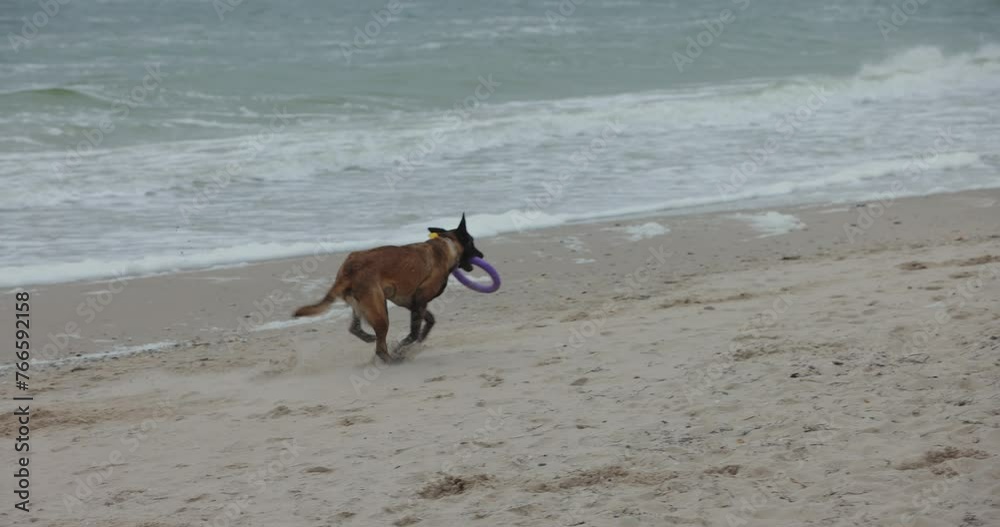 A woman with her dog play with puller at the sea beach A woman with her dog play with puller at the sea beach