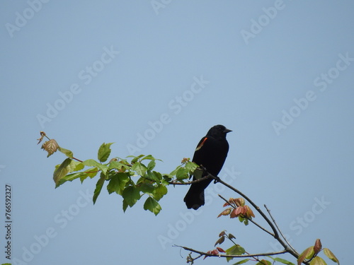 A red-winged blackbird perched on a branch, under a blue sky, at the Edwin B. Forsythe National Wildlife Refuge, Galloway, New Jersey. photo