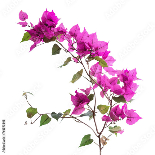 Bush tree flower of bougainvillea isolated on white or transparent background