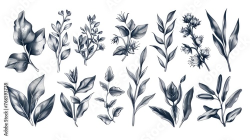 Collection of different types of leaves and flowers, suitable for various design projects
