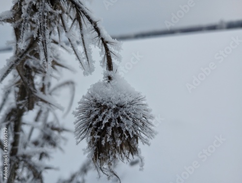 Snow covered burdock seed pod.