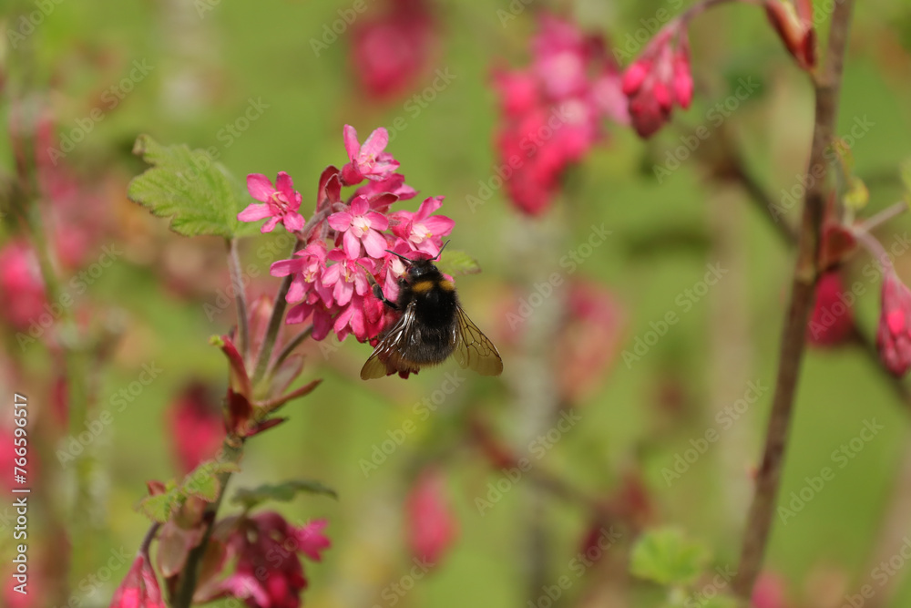 Bourdon des prés (Bombus pratorum)
Bombus pratorum in its natural element
Bourdon des prés (Bombus pratorum)
Bombus pratorum in its natural element