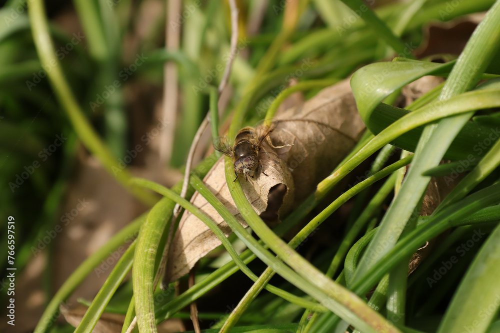 Eristalinus aeneus
Eristalinus aeneus in its natural element
Eristalinus aeneus
Eristalinus aeneus in its natural element