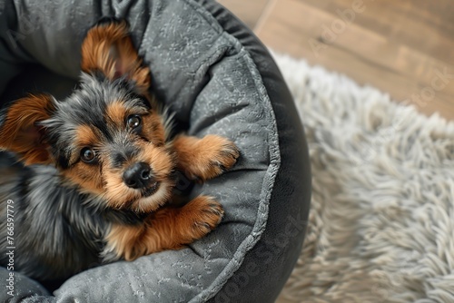 Top view of adorable dog lying on soft dog bed in home interior