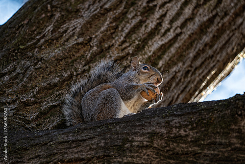 Close-up of an american squirrel