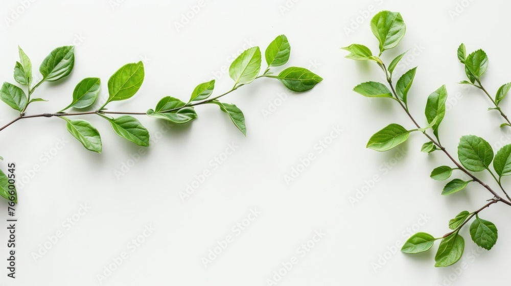 Tree branch with fresh green leaves isolated white background. AI generated image