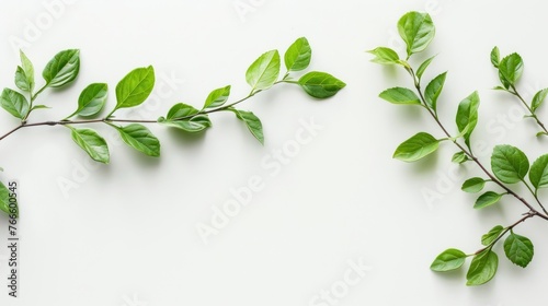 Tree branch with fresh green leaves isolated white background. AI generated image