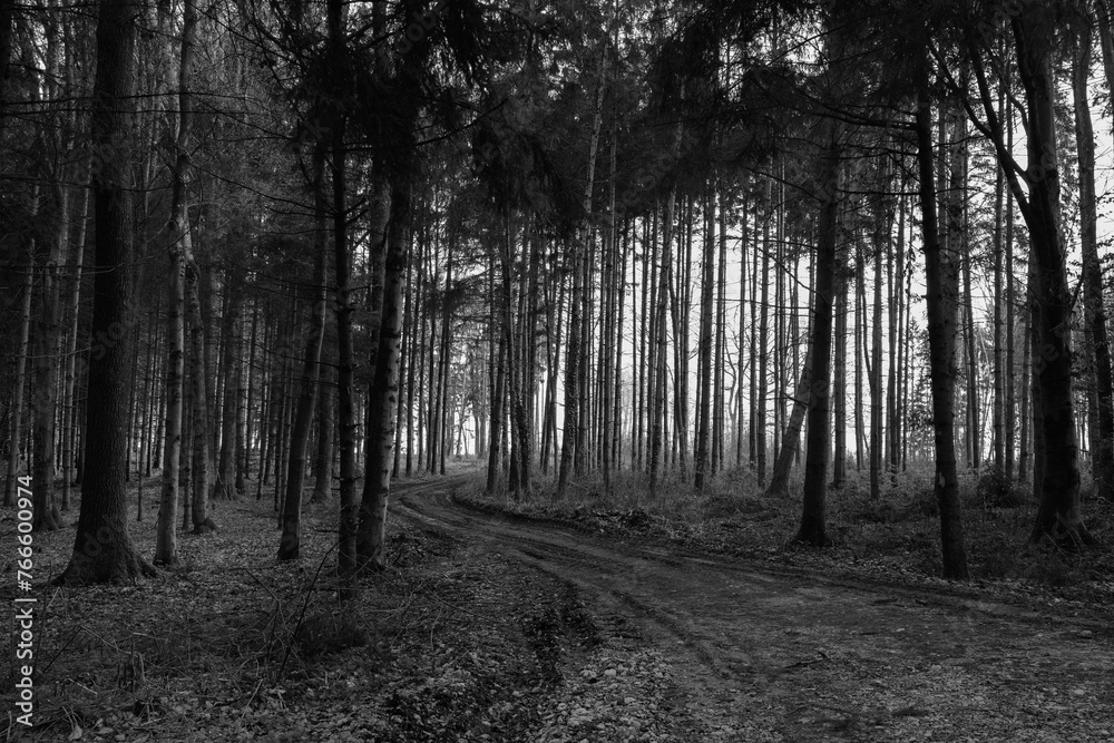 Naklejka premium Forst Road and Trees in the Mostviertel, Lower Austria