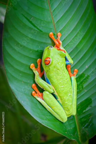 Red Eyed Tree Frog