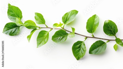 Tree branch with fresh green leaves isolated white background. AI generated image