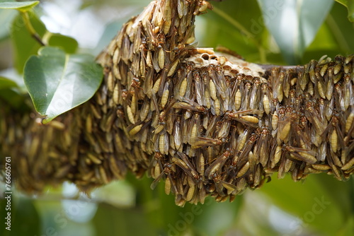 Apoica pallida, known as the marimbondo-chapéu in Brazil, is a nocturnal eusocial wasp in the subfamily Polistinae. Parque de Cocó, Fortaleza – Ceará, Brazil. photo