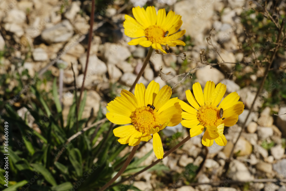 Stemmy four-nerve daisy growing in rocky soil during Texas spring season. Stemmy four-nerve daisy growing in rocky soil during Texas spring season.