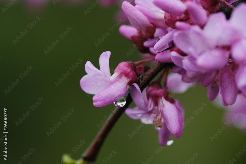 Redbud tree blooms closeup on branch with water drops from rain weather. Redbud tree blooms closeup on branch with water drops from rain weather.