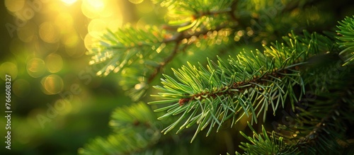 Detailed view of a lush green pine tree branch, showcasing the texture of the needles and bark up close.