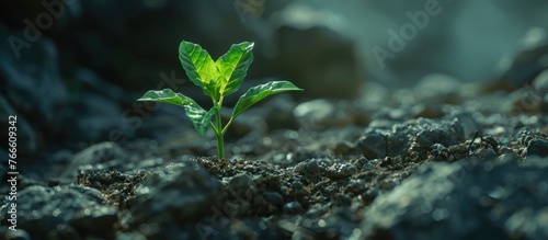 A tiny green plant is growing from the earth, showcasing the resilience and beauty of nature in its simplest form.