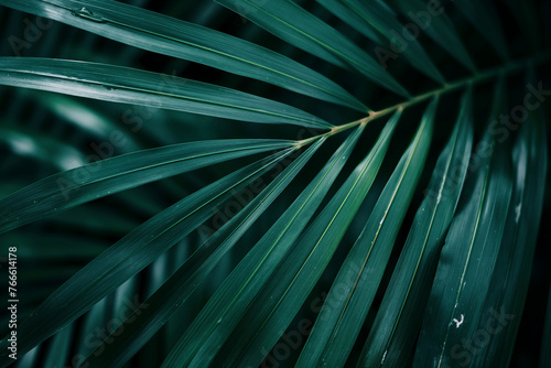 Close-up of a vibrant green palm leaf. photo