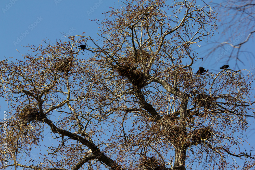 Spring worries of birds.
Crows and rooks build nests to produce new offspring.
Spring worries of birds.
Crows and rooks build nests to produce new offspring.