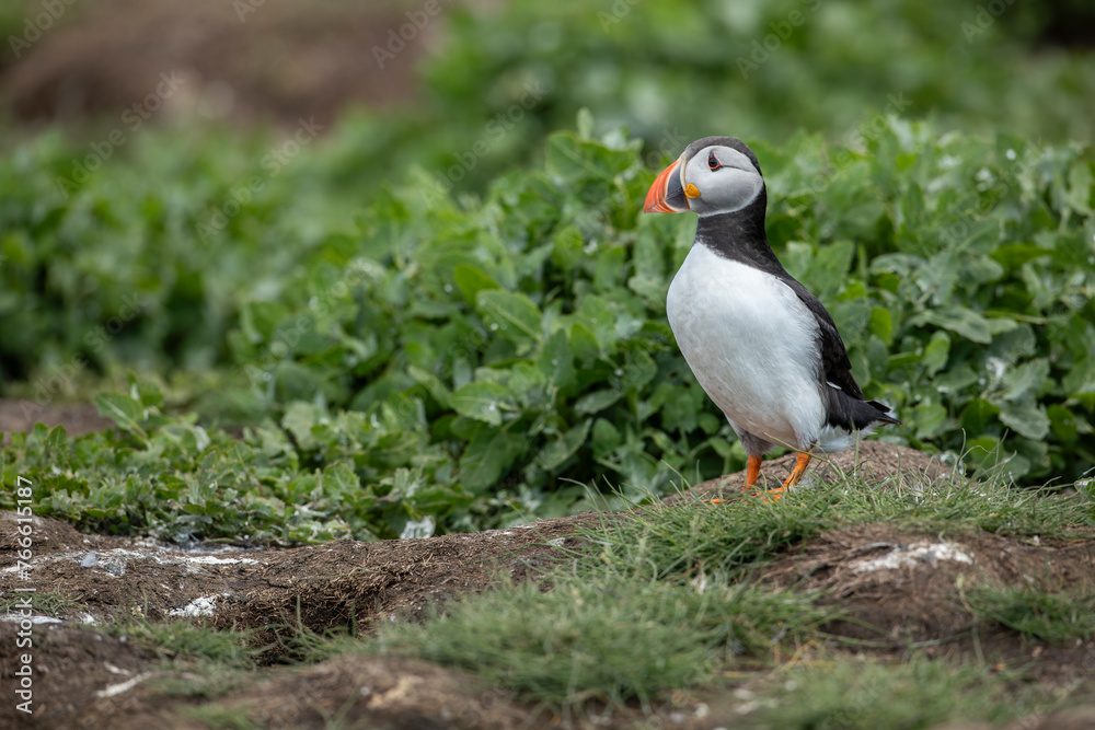 close up of Atlantic Puffin bird or common Puffin Fratercula arctica close up of Atlantic Puffin bird or common Puffin Fratercula arctica