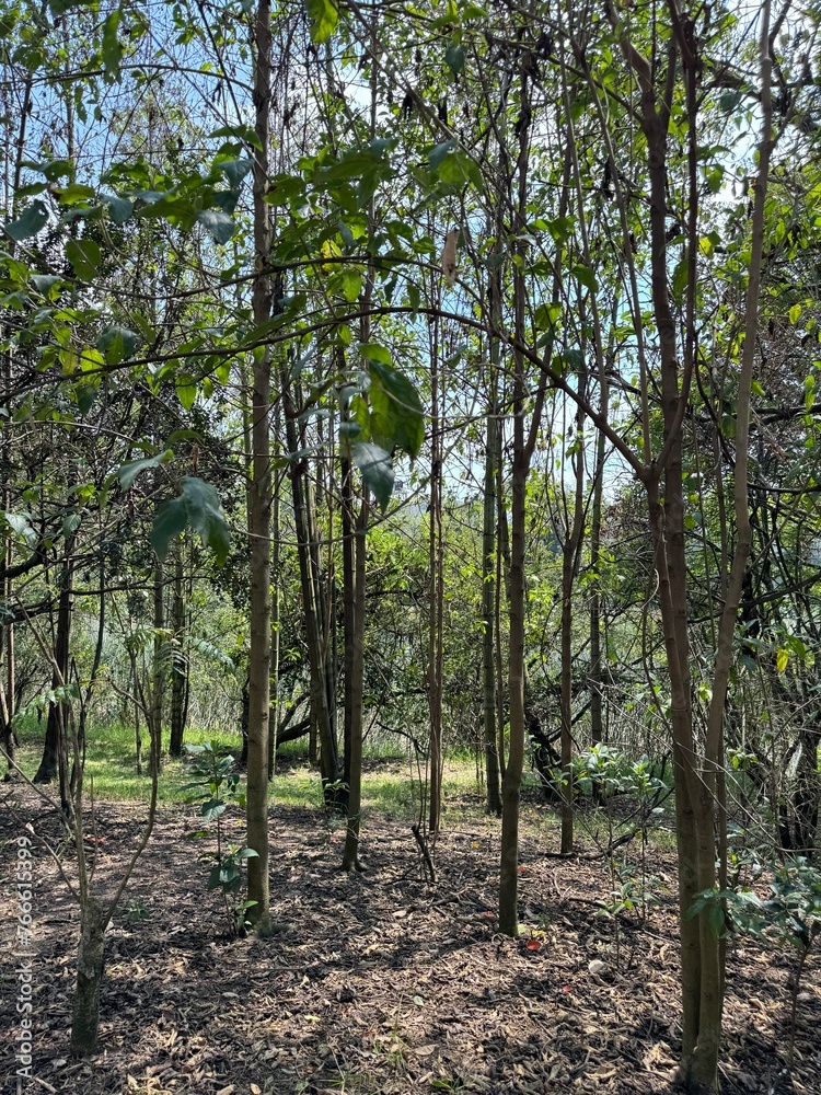 Fototapeta premium troncos de arboles