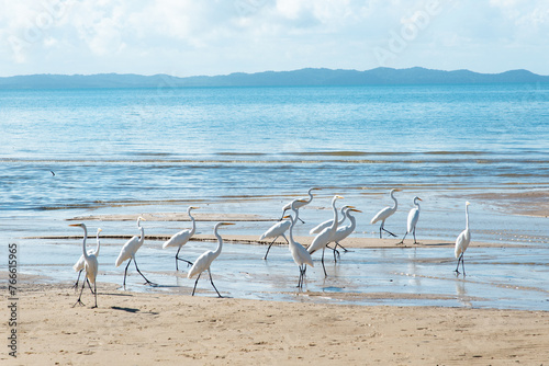 White herons on the edge of a beach. Sea bird looking for food. photo