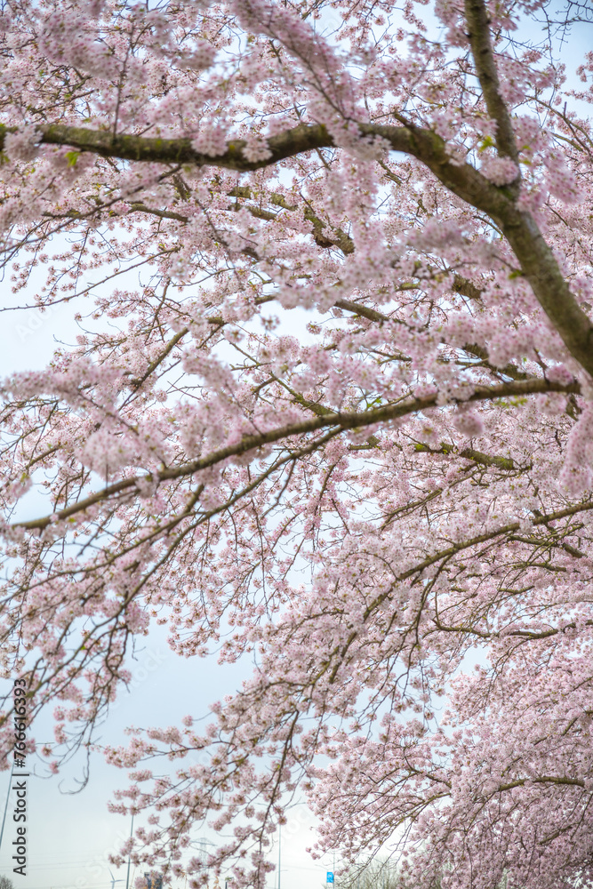 cherry blossom with gray cloudy sky and wind blowing
cherry blossom with gray cloudy sky and wind blowing