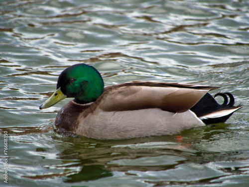duck on the water