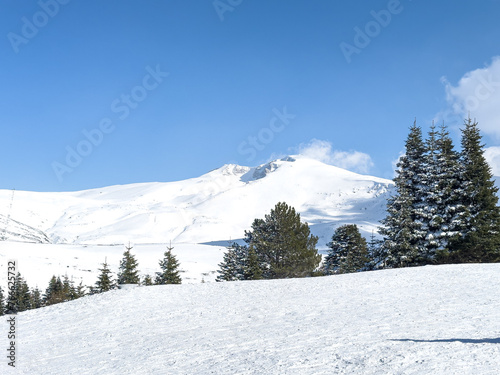 pine trees in the foreground snowy landscape from Uludag in the background