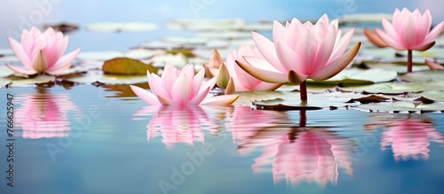 Pink water lilies are peacefully floating in a serene pond of water