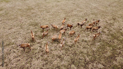 Small herd of deer grazes on field in early spring © Anatolijs