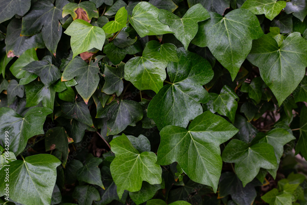 green on garden green on garden
