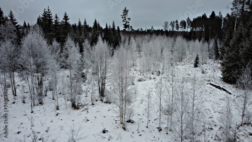 Young small trees covered with frost against the backdrop of black forest and gloomy sky