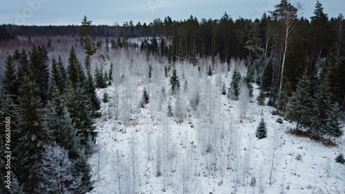 Young small trees covered with frost against the backdrop of black forest and gloomy sky